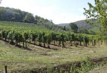 montalcino montalcino